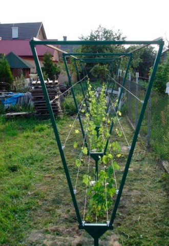 Подставка под виноград на даче (65 фото)