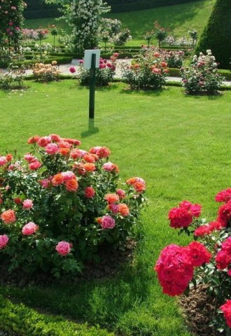 Розы и пионы на одной клумбе в ландшафтном дизайне (95 фото)