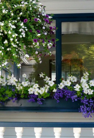 Цветы на окнах (73 фото)