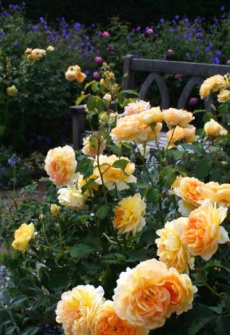 Кустовая роза на даче (79 фото)