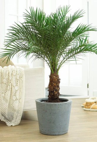 Пальмовые комнатные растения (62 фото)