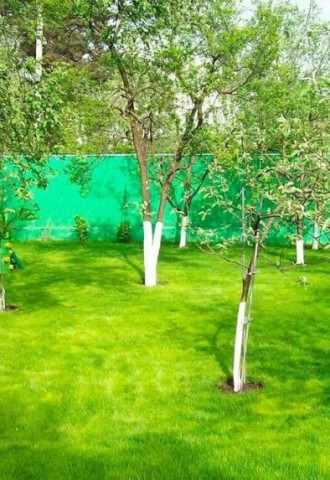 Яблоневый сад на даче (65 фото)