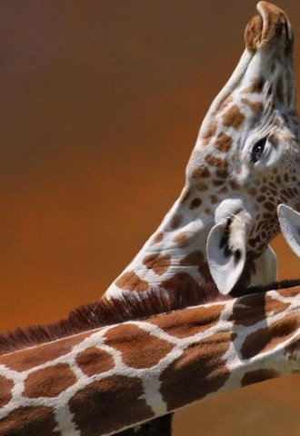 Фотообои жирафы (56 фото)