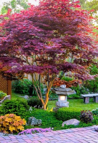Японский сад на даче (69 фото)