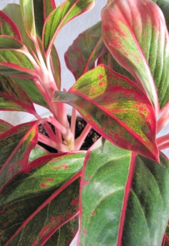 Комнатные растения с красными листьями (72 фото)