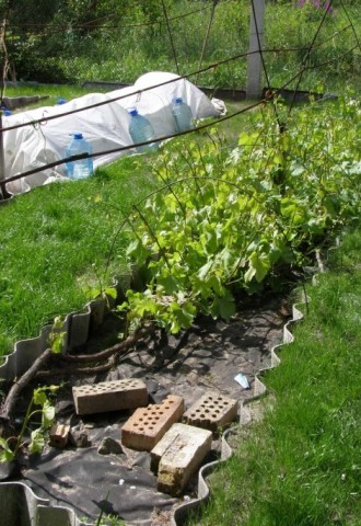 Куда посадить виноград на дачном участке (79 фото)