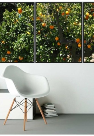 Модульный постер в раме апельсиновое дерево (79 фото)
