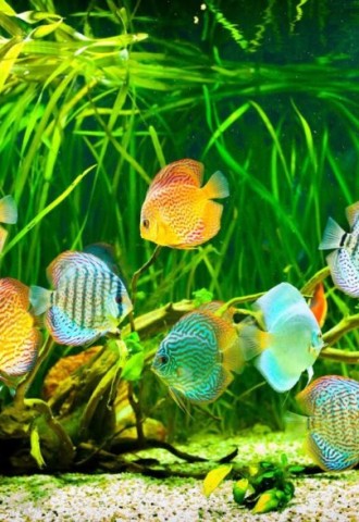 Аквариум с рыбками и водорослями (97 фото)