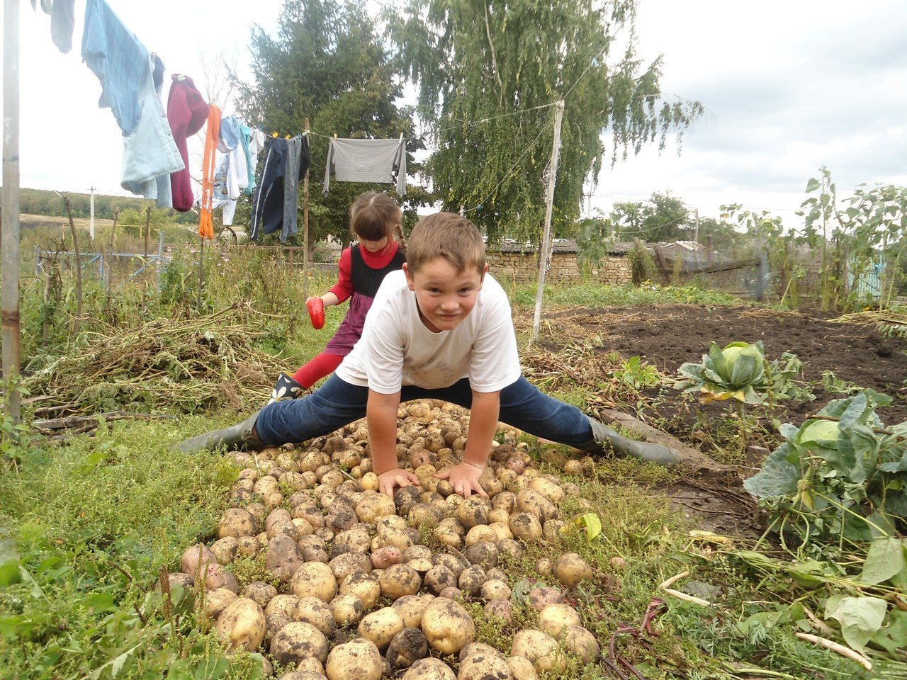 Кинь картошку. Сбор урожая в огороде. Дача картошка уборка. Сбор картофеля на огороде. Картошка в огороде.