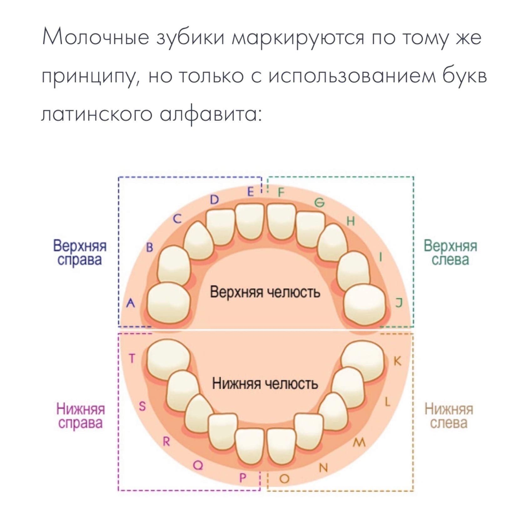 6 зуб снизу. Нумерация зубов в стоматологии схема. Схема зубов человека с нумерацией стоматологии. Молочные зубы схема у детей нумерация. Нумерация зубов в стоматологии схема у взрослых.
