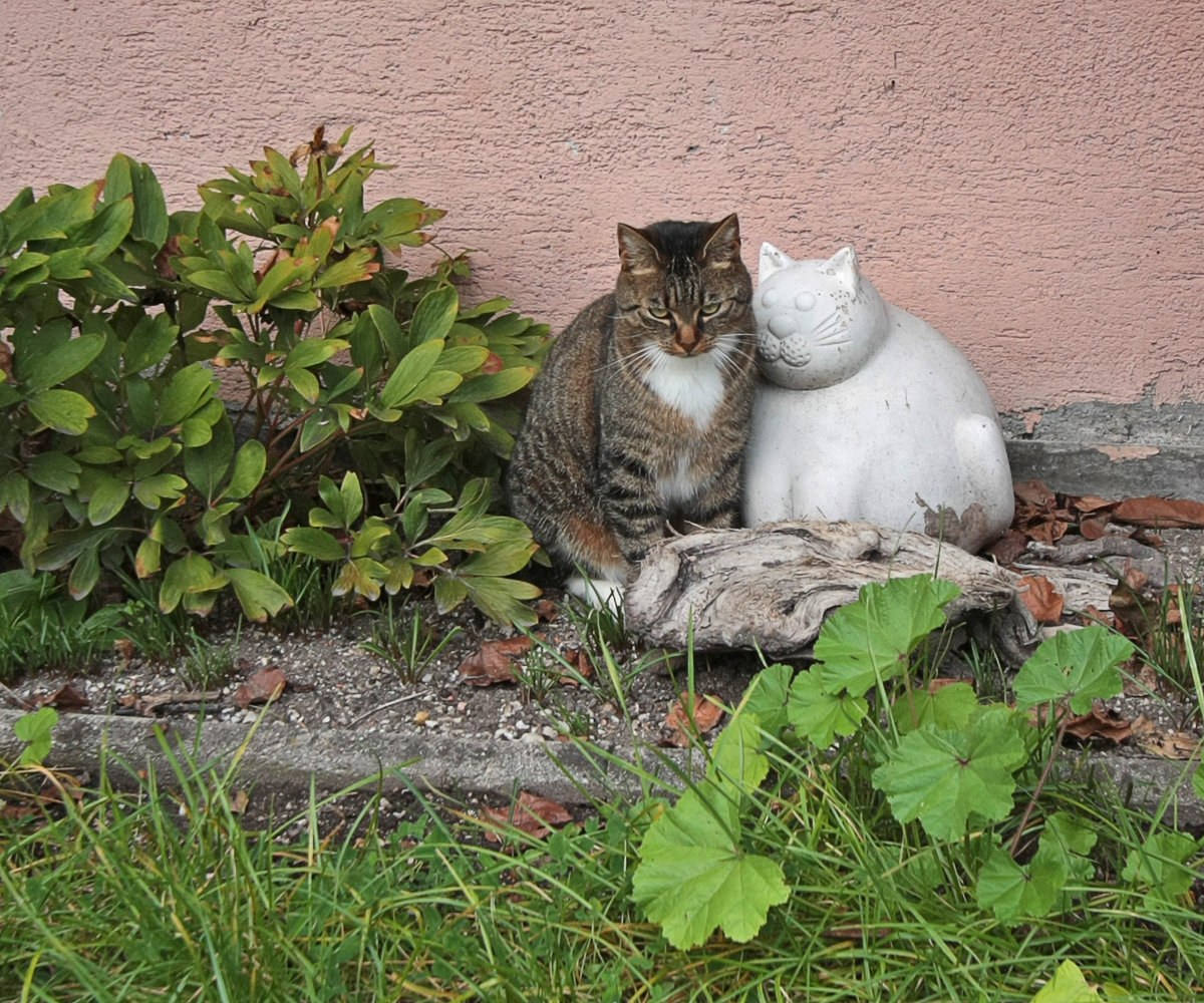 Приехать на дачу. Кошка на даче. Кот в огороде. Котенок на даче. Смешные кошки на даче.