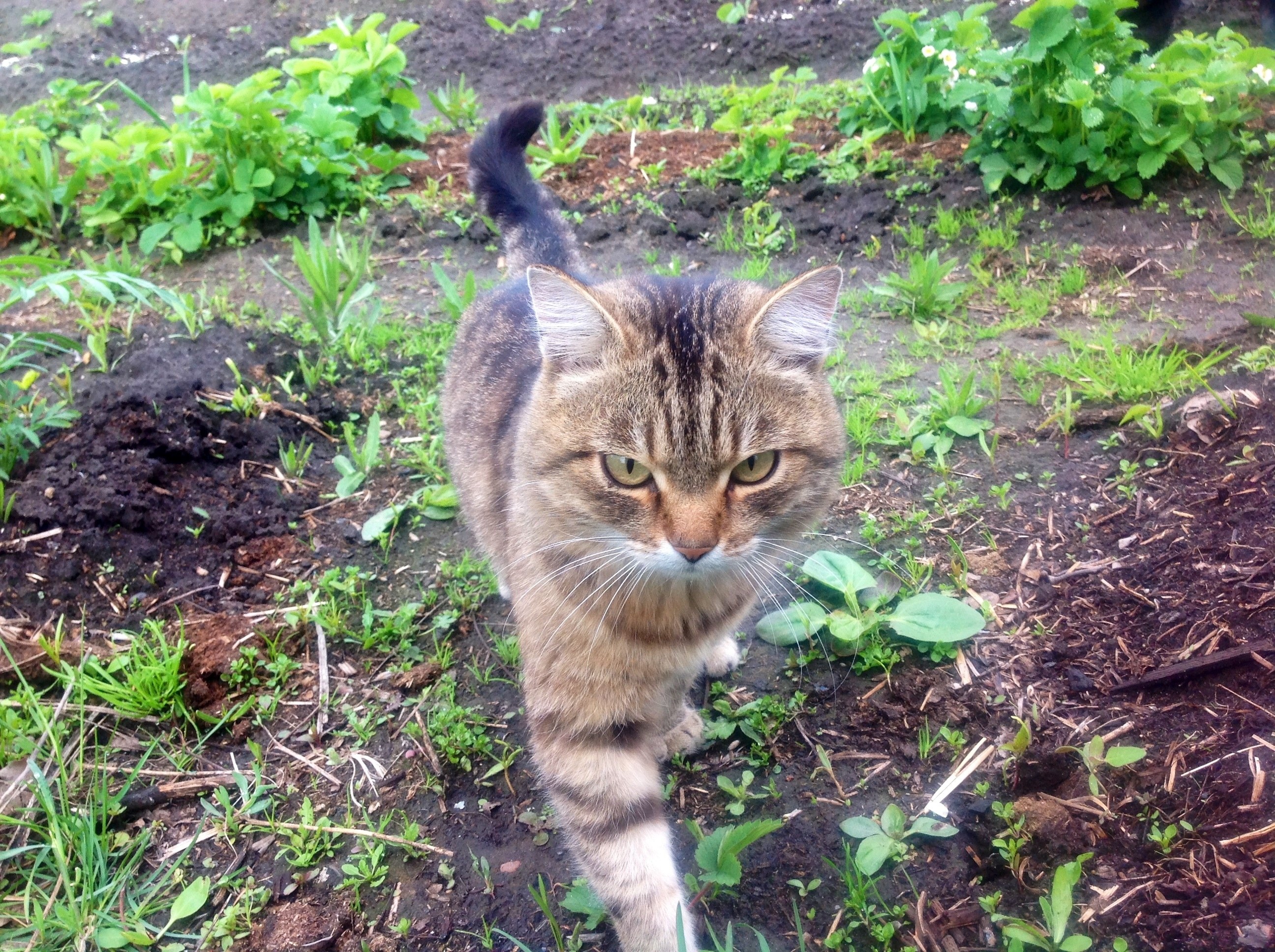 Кошка вредничает. Кошка в огороде. Котики на грядке. Кот на огороде на земле. Кот с кошкой в огороде.