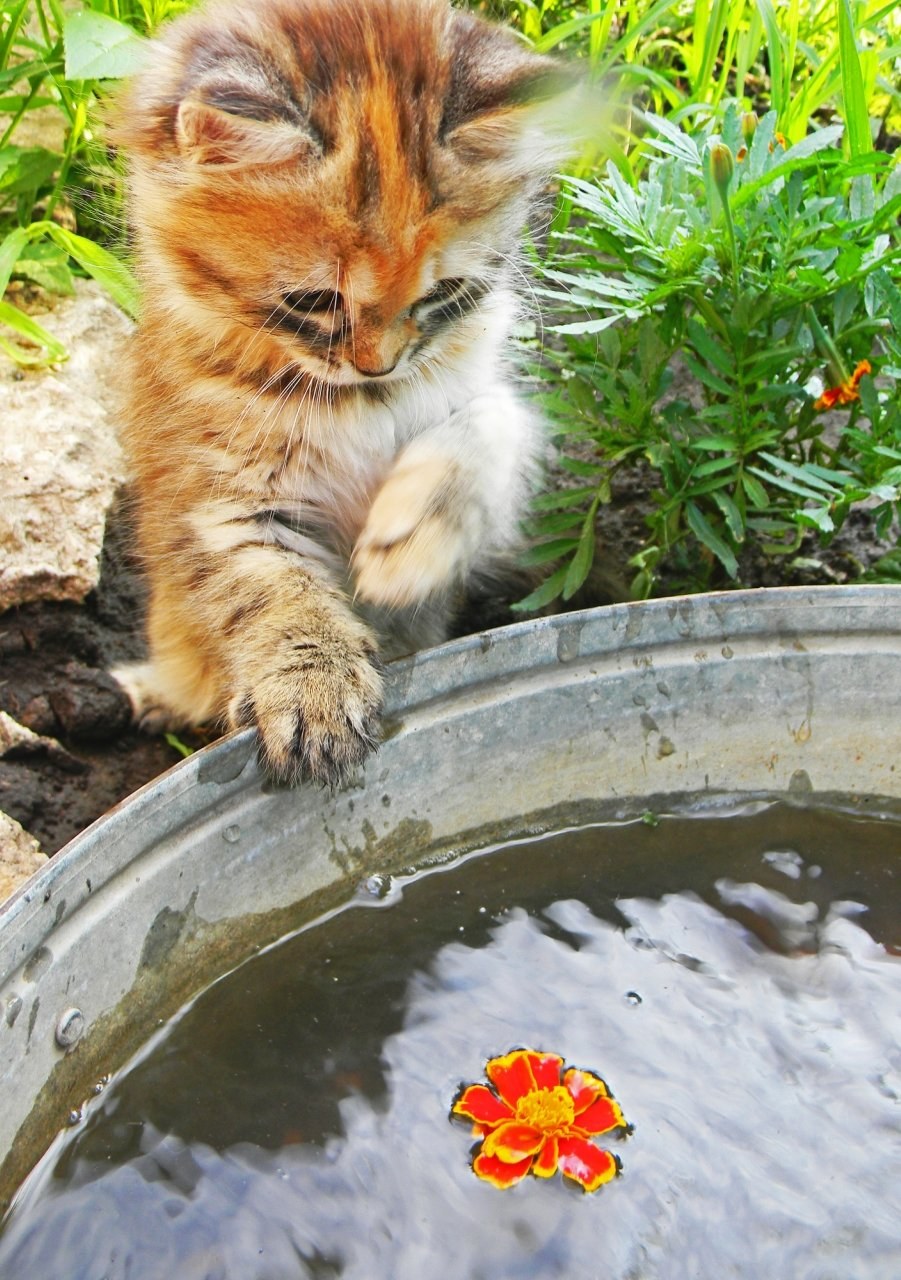 Кот с лейкой