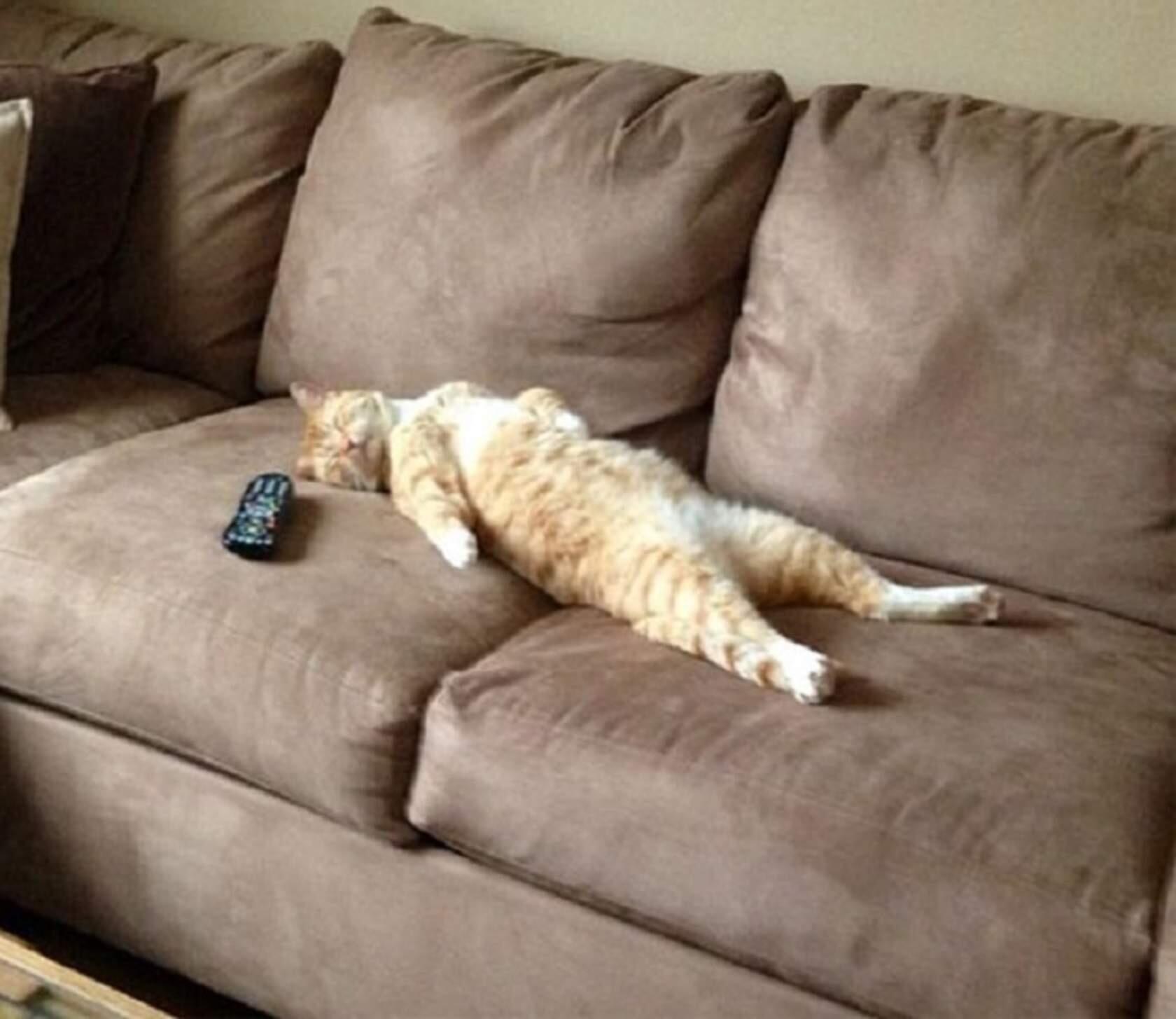 Лениво заметила. Кот на диване. Коты на диване. Кот валяется на диване. Кот ледть на диване.