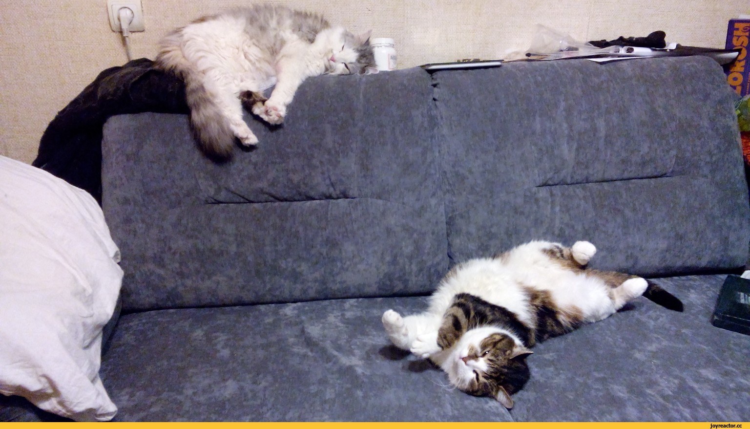 Диван крошка. Смешной диван. Ленивые животные. Лентяй. Коты бездельники.