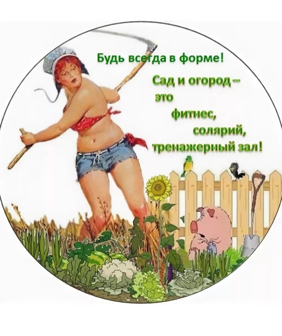 Много огурцов на грядке