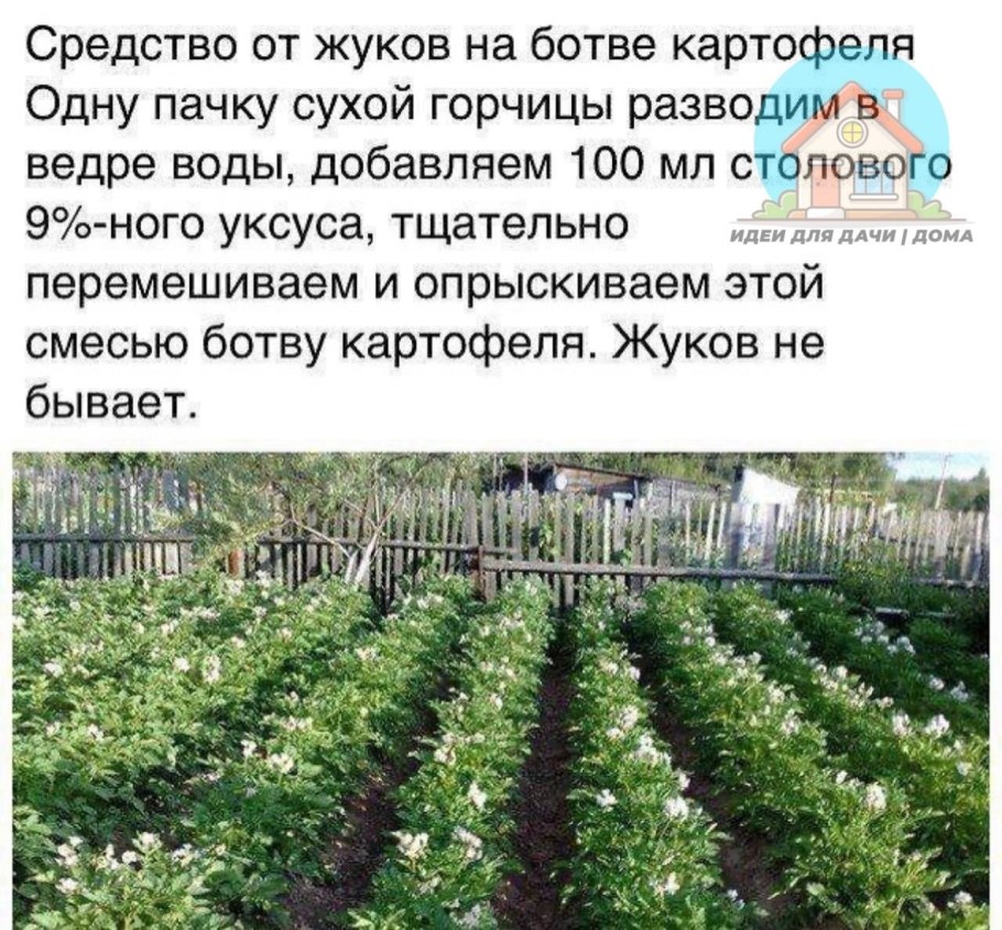 Нина Усатова на даче