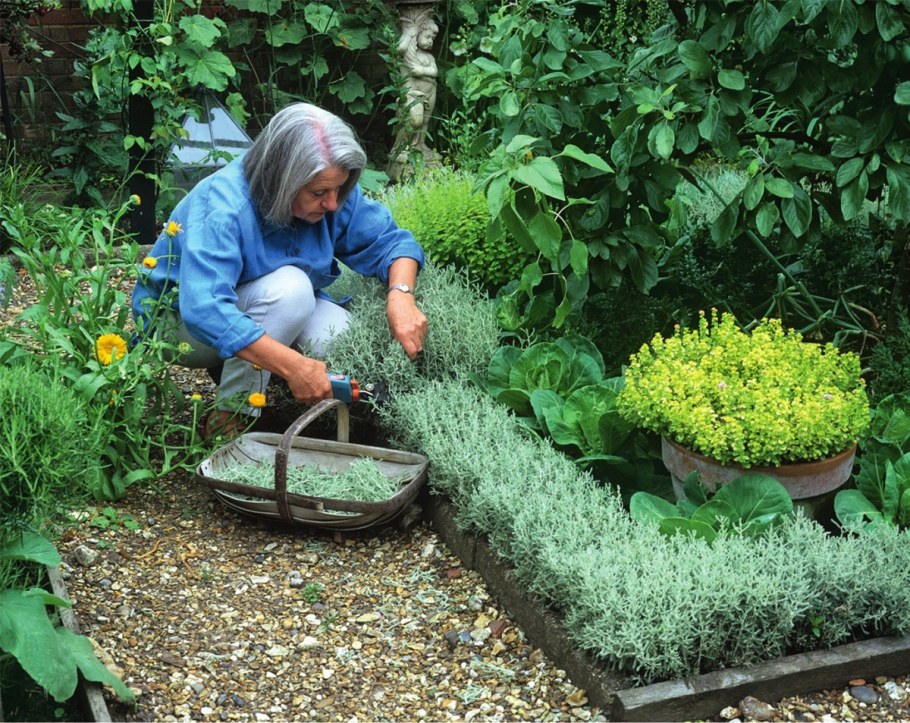 Клубника в огороде