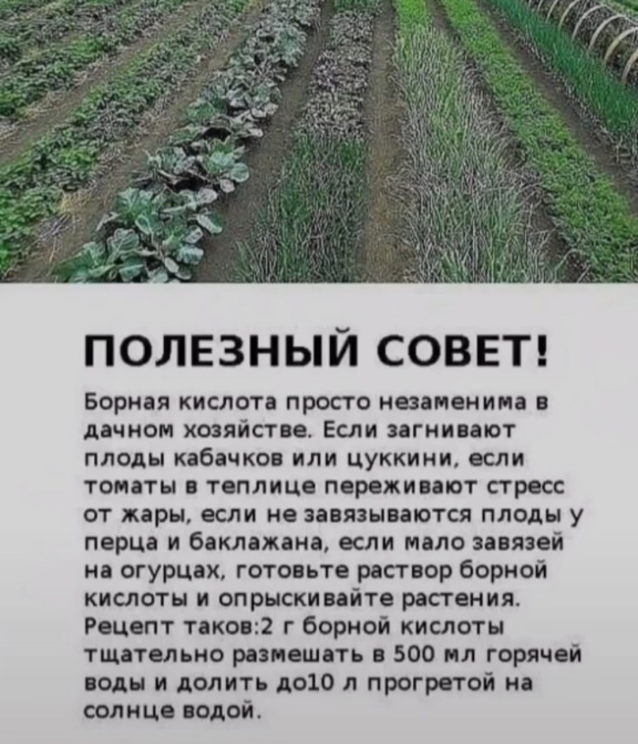 Сбор урожая в огороде