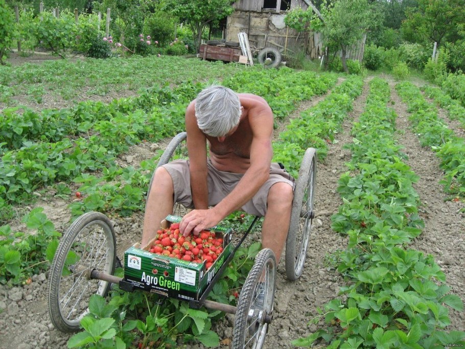 Приколы про дачу