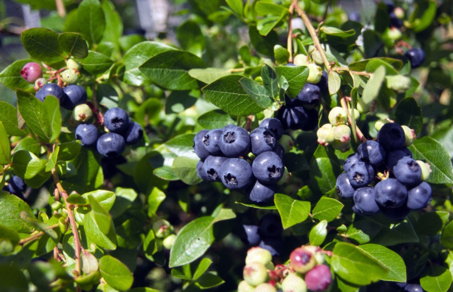 Голубика Садовая Алвар