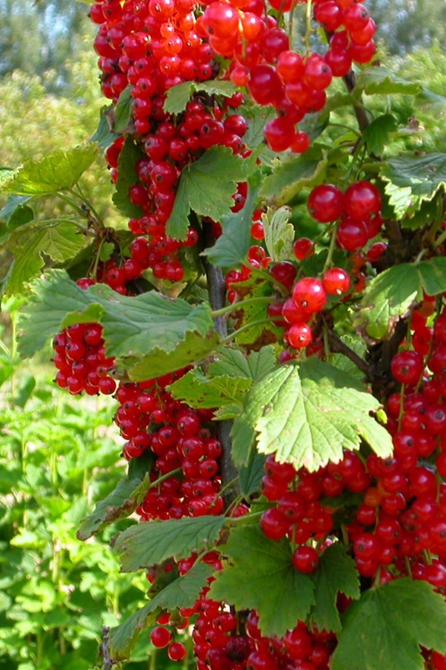 Смородина Фертоди