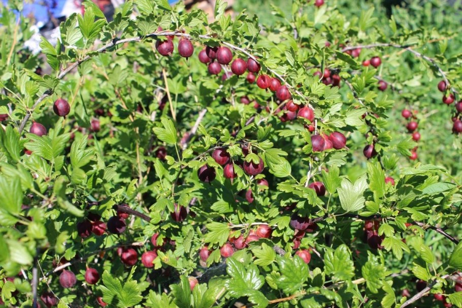 Крыжовник Командор куст