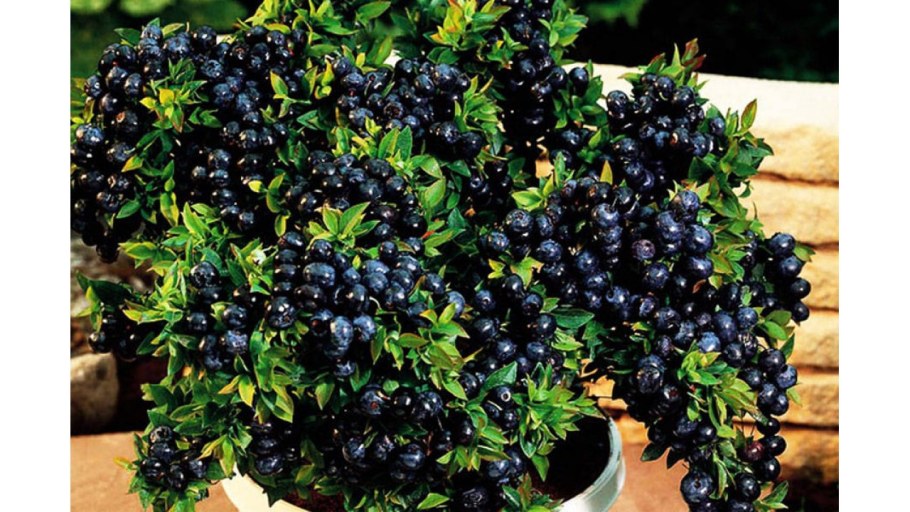 Черника Лесная Жемчужина