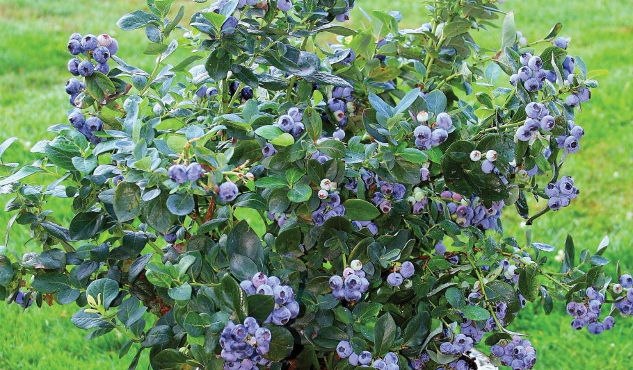 Яблоня "Malus" плодовая