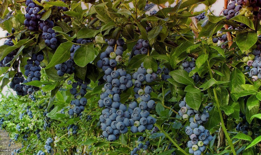 Саженцы голубики Блюкроп