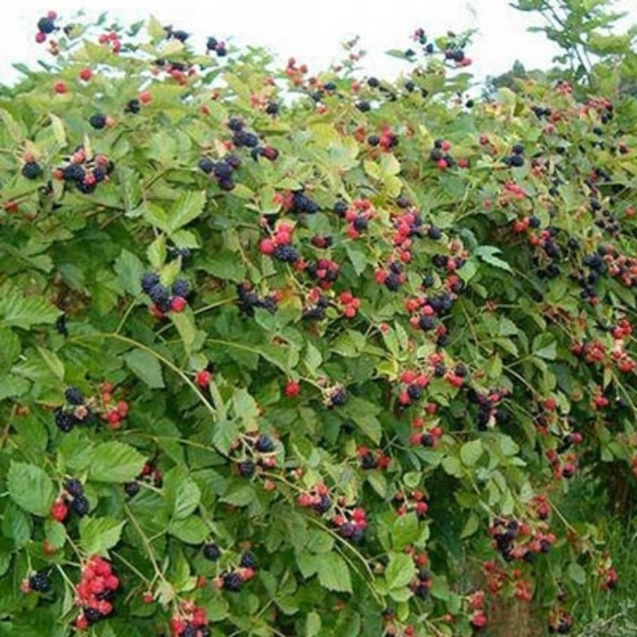 Ежевика штамбовая