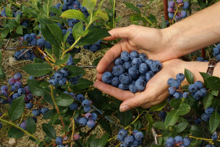 Крыжовник Хиннонмаки ред (штамбовый)