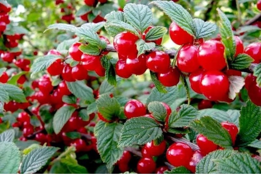 Вишня войлочная томентоза