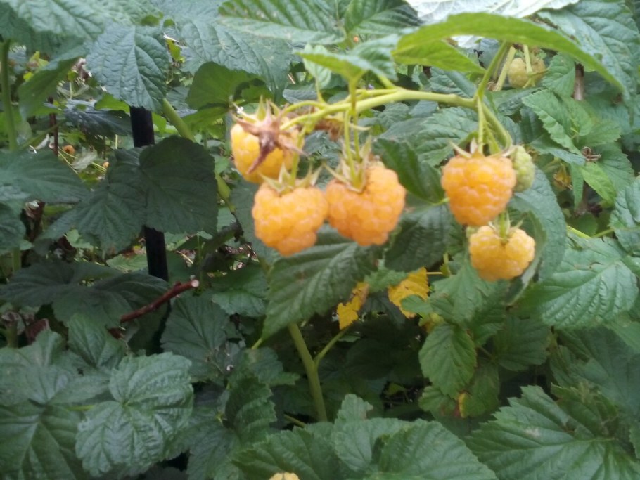 Кустарники для дачи ягоды