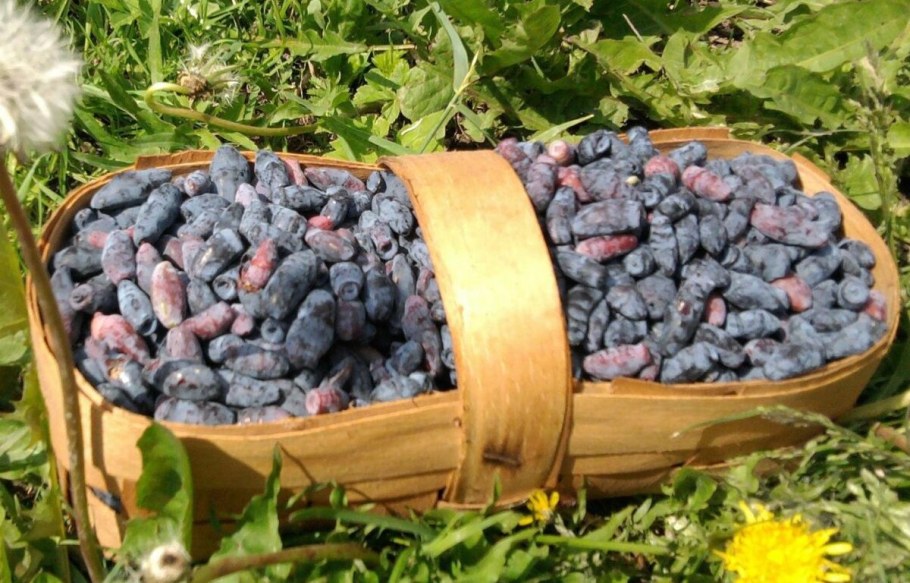 Урожай жимолости