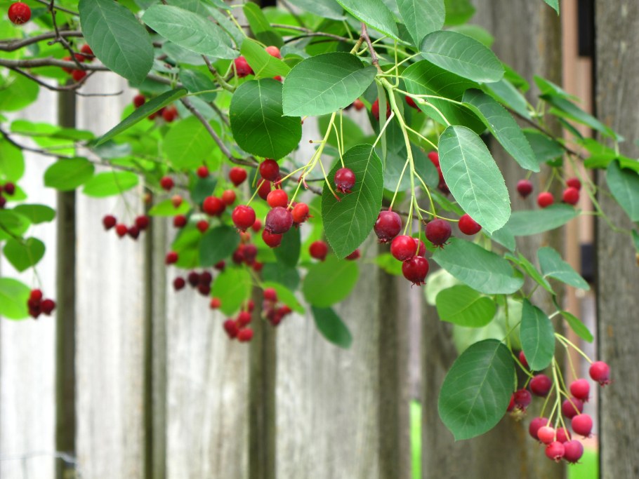 Плодо ягодные кустарники