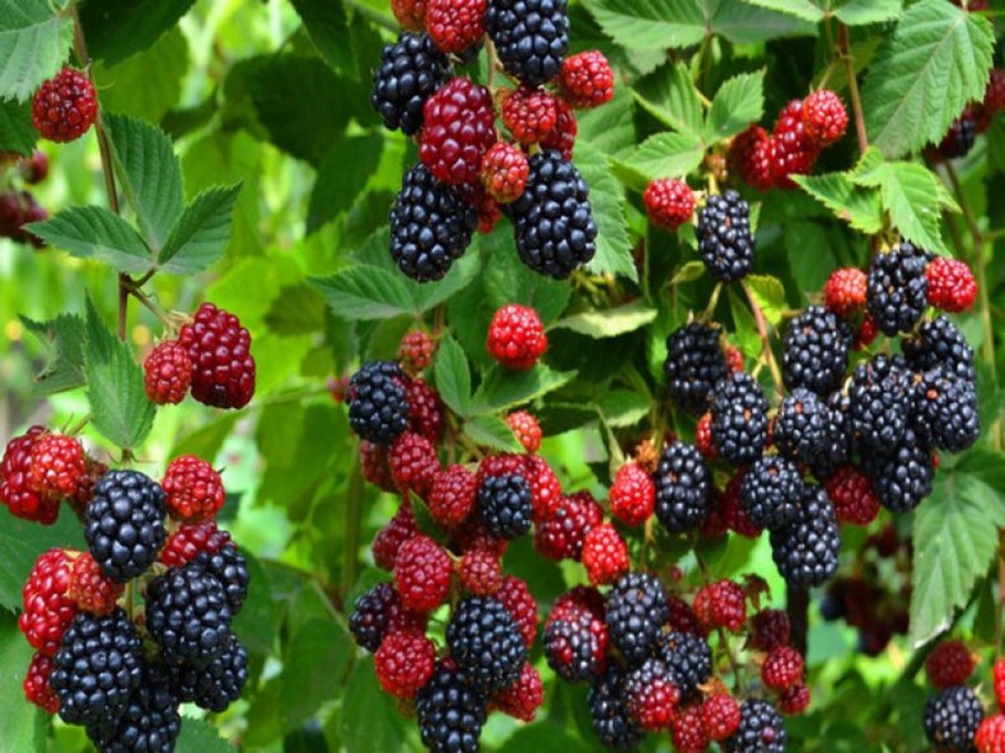 Ежевика Торнфри куст
