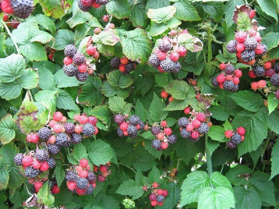 Ежемалина Кумберленд