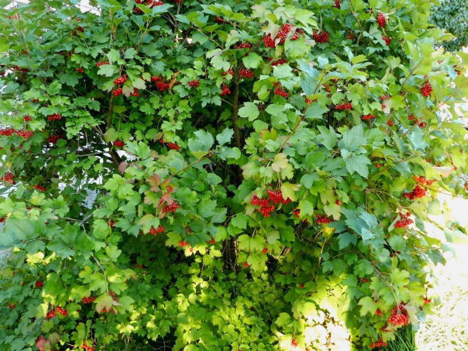 Калина желтокраснолистная