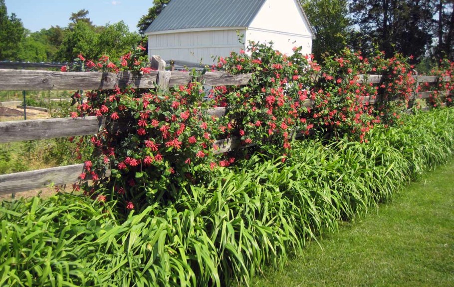 Жимолость Татарская в саду
