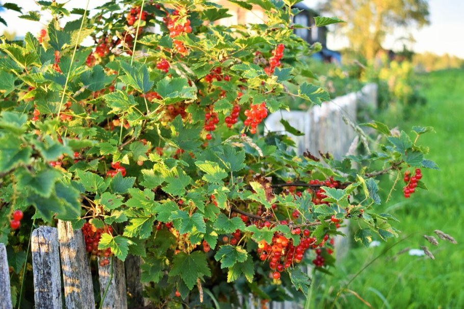 Калина плодовая куст