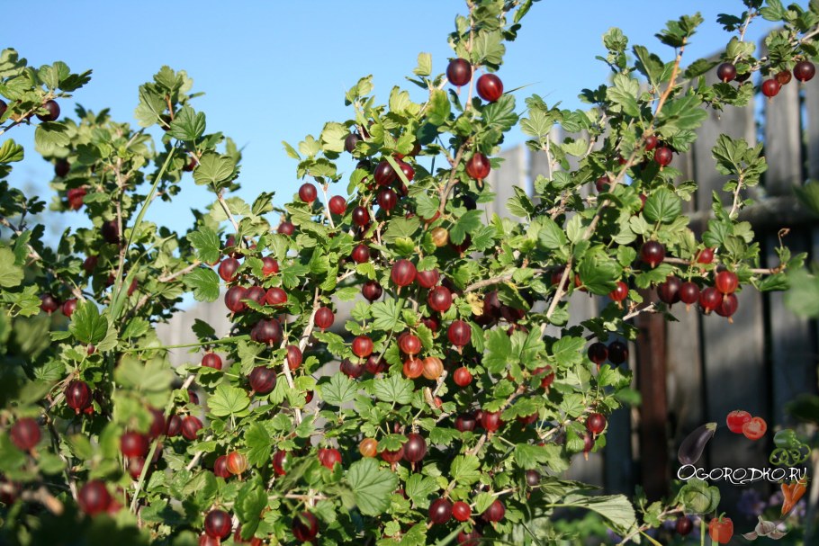 Крыжовник бесшипный Командор