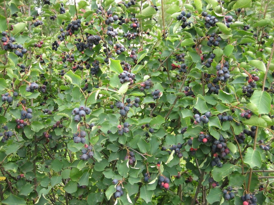 Смородина красная кустарник