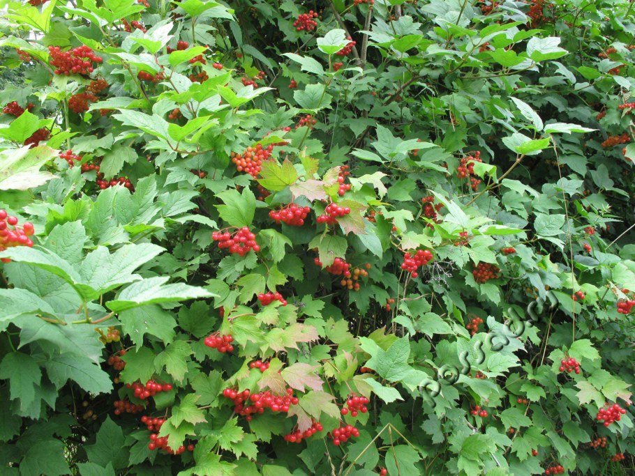 Ягодные кустарники смородина