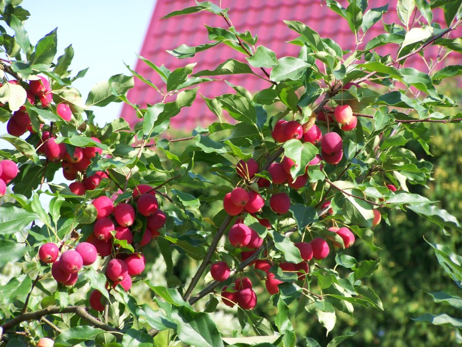 Сады Татьяны Звездочкиной