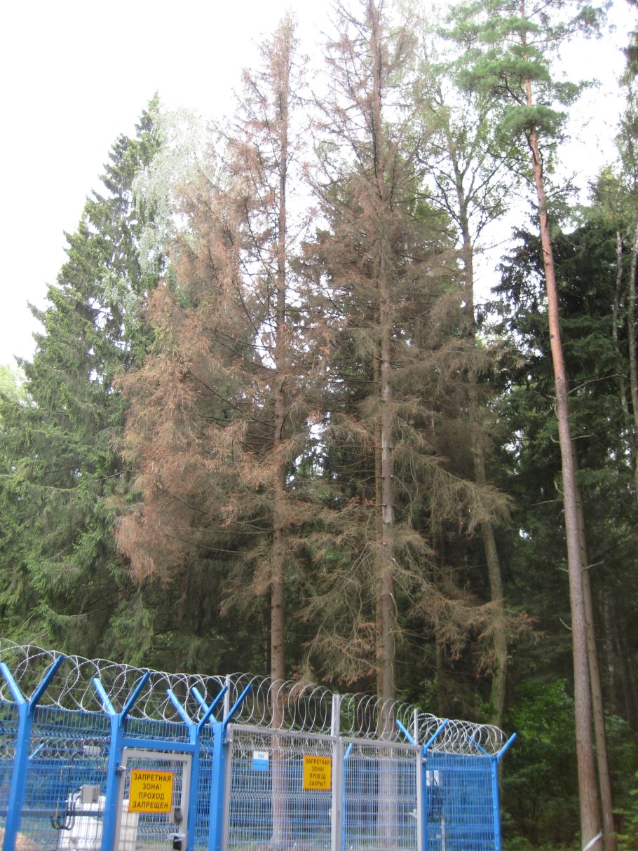 Парк усадьба Белкино Обнинск белки