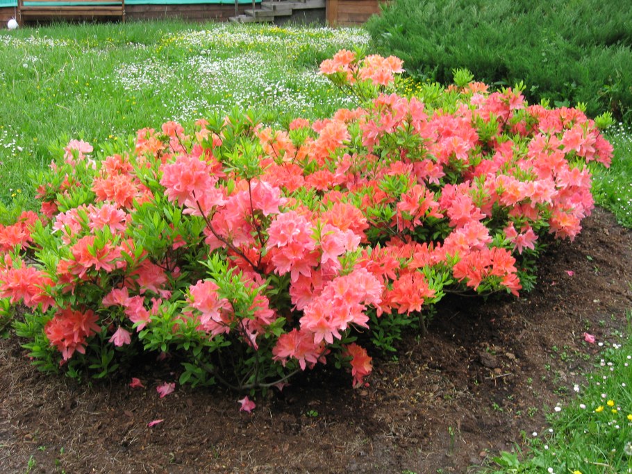 Бересклет крылатый Компактус