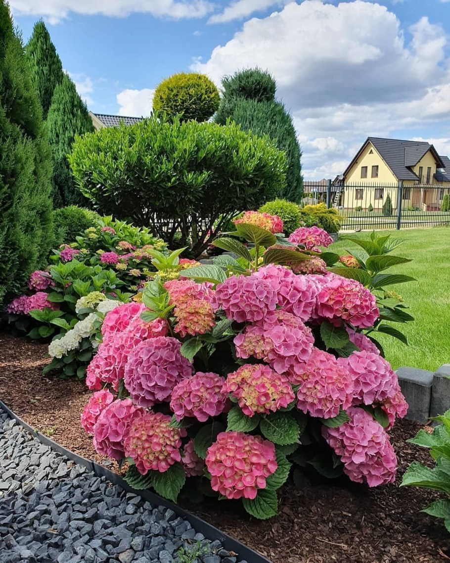 Вейгела Цветущая (Weigela Florida)