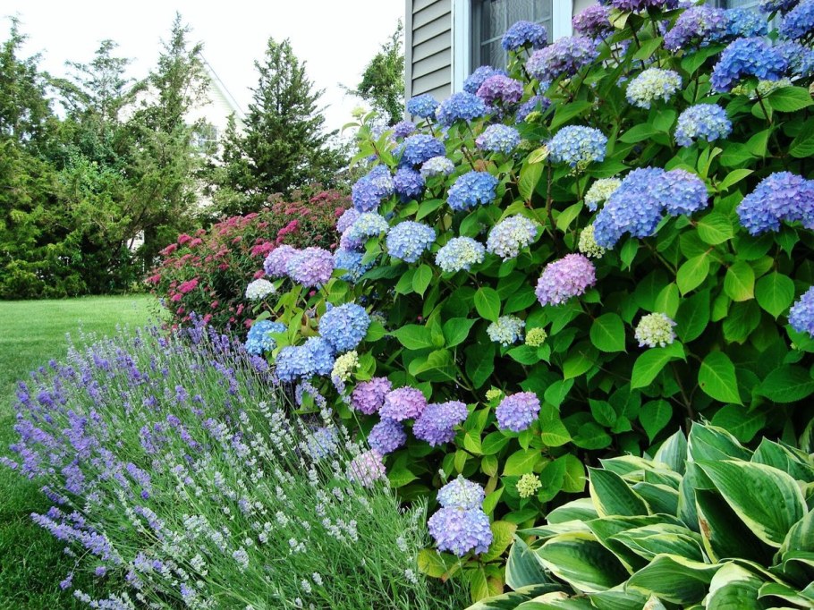 Рододендрон многолетний