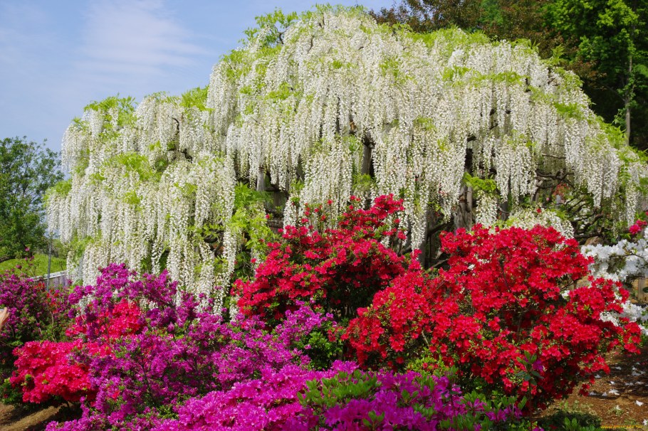 Вейгела ева Ратке куст